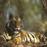 Bengal-Tiger-Resting-Bandhavgarh-National-Park