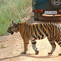 Kanha
