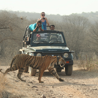 ranthambhore