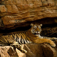 machli-the-grandmother, ranthambhore