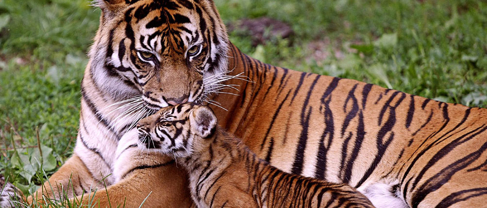 Corbett National Park, Uttarakhand